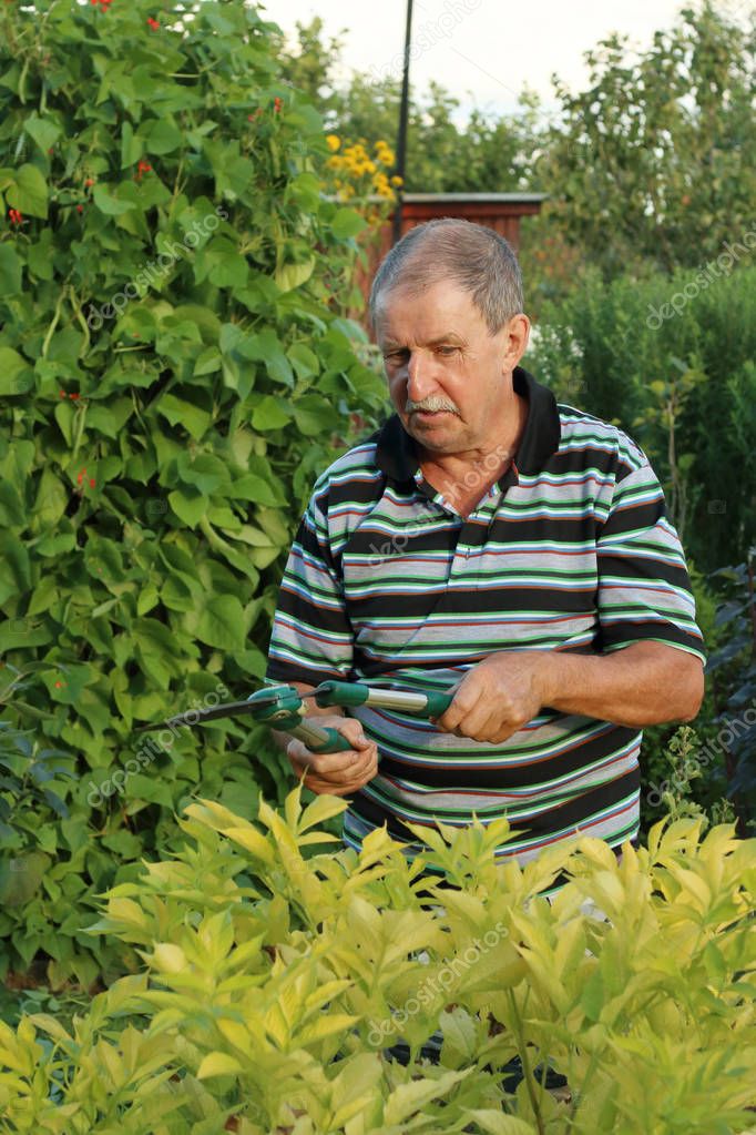 Heckenschnitt in einer Kleingartenanlage